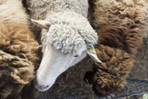 Над головой вид белой овцы между коричневыми овцами — стоковое фото
