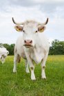 Vaca em pé no campo gramado durante o dia — Fotografia de Stock