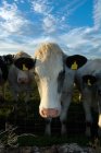 Gros plan du museau des vaches dans le champ — Photo de stock