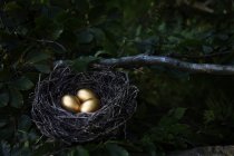 Золотые яйца в гнезде, селективный фокус — стоковое фото