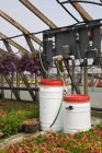 Оборудование для полива в деревянной оранжерее с фиолетовыми петуниями в подвешенных корзинах и розовыми цветущими бегонийскими растениями, выращенными в контейнерах для продажи дистрибьюторам и общественности весной, Квебек, Канада — стоковое фото