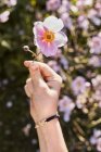 Hand holding up pink flower — Stock Photo