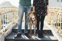 Waist down view of couple with dog standing on footbridge — Stock Photo
