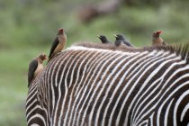 Oxpeckers de pico rojo (Buphagus erytrorhynchus) en Grevy 's Zebra back (Equus grevyi), Parque Nacional Samburu, Kenia - foto de stock