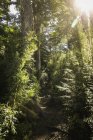 Задній вид жіночий мандрівного похід через ліс, Науель Хуапі Національний парк, Ріо-Негро, Аргентина — стокове фото
