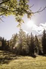 Sonnenbeschienene Wiese und wunderschöne Waldlandschaft, Bayern, Deutschland — Stockfoto