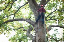 Rear view of trainee teenage male tree surgeon climbing up tree trunk — Stock Photo