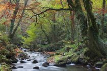 Paysage majestueux avec ruisseau rapide traversant la forêt — Photo de stock