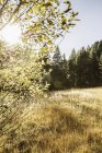 Campo d'oro e paesaggio forestale, Baviera, Germania — Foto stock
