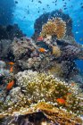Vue sous-marine des poissons sur les récifs — Photo de stock