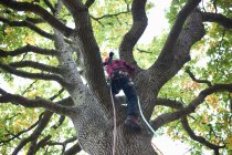 Vue arrière de l'adolescent stagiaire chirurgien de l'arbre grimpant dans le tronc d'arbre — Photo de stock