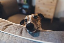 Портрет собаки с головой, лежащей на диване — стоковое фото