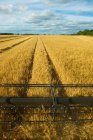 Colheitadeira em campo, colheita de trigo, foco em lâminas — Fotografia de Stock