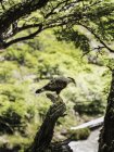 Каракара наблюдает за лесом в Национальном парке Лос-Исиарес, Патагония, Аргентина — стоковое фото