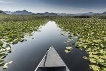 Boot auf dem Weg durch Lilien, Scutari-See, rijeka crnojevica, montenegro — Stockfoto