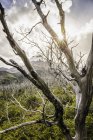 Sunlit skeletal trees in Los Glaciares National Park, Patagonia, Argentina — Stock Photo