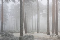 Деревья, растущие в красивом снежном лесу — стоковое фото