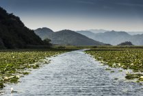 Chemin à travers les lilypads, Lac Scutari, Rijeka Crnojevica, Monténégro — Photo de stock