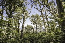 Blick auf Wald, coyhaique National Reserve, coyhaique Provinz, Chile — Stockfoto