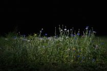 Flowers and grass at night, Saint-Maclou, France — Stock Photo