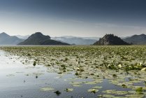 Lilypads, scutari see, rijeka crnojevica, montenegro — Stockfoto