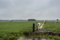 Vacas en puente sobre zanja, Hoogblokland, Zuid-Holland, Países Bajos - foto de stock