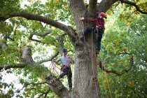 Two male trainee tree surgeons climbing up tree trunk — Stock Photo