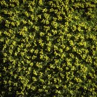 Vue de dessus des plantes vertes, Parc National Nahuel Huapi, Rio Negro, Argentine — Photo de stock