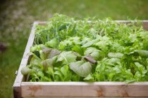 Green Plants and herbs growing in flowerbox — Stock Photo