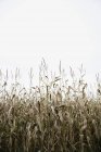 Dry corn crop field in cloudy weather — Stock Photo