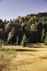 Campo de oro y paisaje forestal, Baviera, Alemania - foto de stock