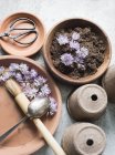 Germogli di erba cipollina secca fiori e attrezzi per la semina in tavola — Foto stock