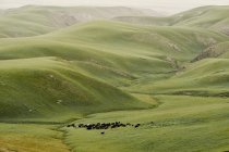 Pastoreio de gado em vale verde, Shandan, Gansu, China — Fotografia de Stock