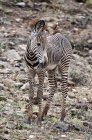 Zebra de Grevy em pé no Parque Nacional de Samburu, Quênia — Fotografia de Stock