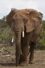 Un gran elefante africano en el Parque Nacional Samburu, Kenia - foto de stock
