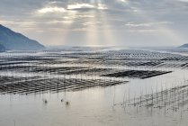 Rayos solares sobre filas de cañas de pescar tradicionales, Xiapu, Fujian, China - foto de stock