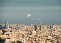 Vista del paisaje urbano con gaviota voladora y Sagrada Familia, Barcelona, España - foto de stock