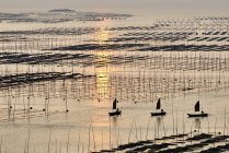 Традиционные рыболовные палки и лодки на рассвете, Сяпу, Фуцзянь, Китай — стоковое фото