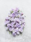 Schnittlauch-Blumen auf hellem Hintergrund — Stockfoto
