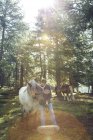 Homem com cavalos na floresta, Tirol, Steiermark, Áustria, Europa — Fotografia de Stock