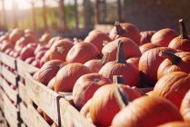 Close-up view of pumpkin harvest on farm, selective focus — Stock Photo