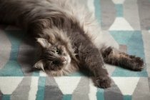 Норвезька Лісова кішка лежачи на килим, дивлячись на камеру — стокове фото