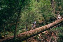 Семья, гуляющая по упавшему дереву в лесу, Фэрфакс, Калифорния, США, Северная Америка — стоковое фото