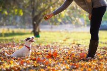 Woman playing with jack russell terrier in autumn park — Stock Photo