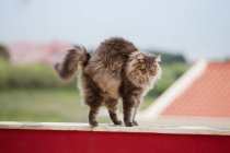 Norwegian forest cat stretching outdoors — Stock Photo