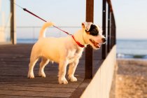 Russell jack on leash at beach looking away, Lisbon, Portugal, Europe — Stock Photo