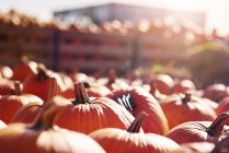 Close-up view of pumpkin harvest on farm, selective focus — Stock Photo