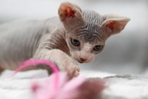 Сфінкс кіт грає з іграшкою кішки — стокове фото