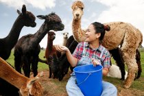 Mulher alimentando alpacas na fazenda — Fotografia de Stock