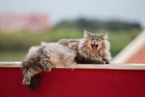 Norwegian forest cat yawning — Stock Photo